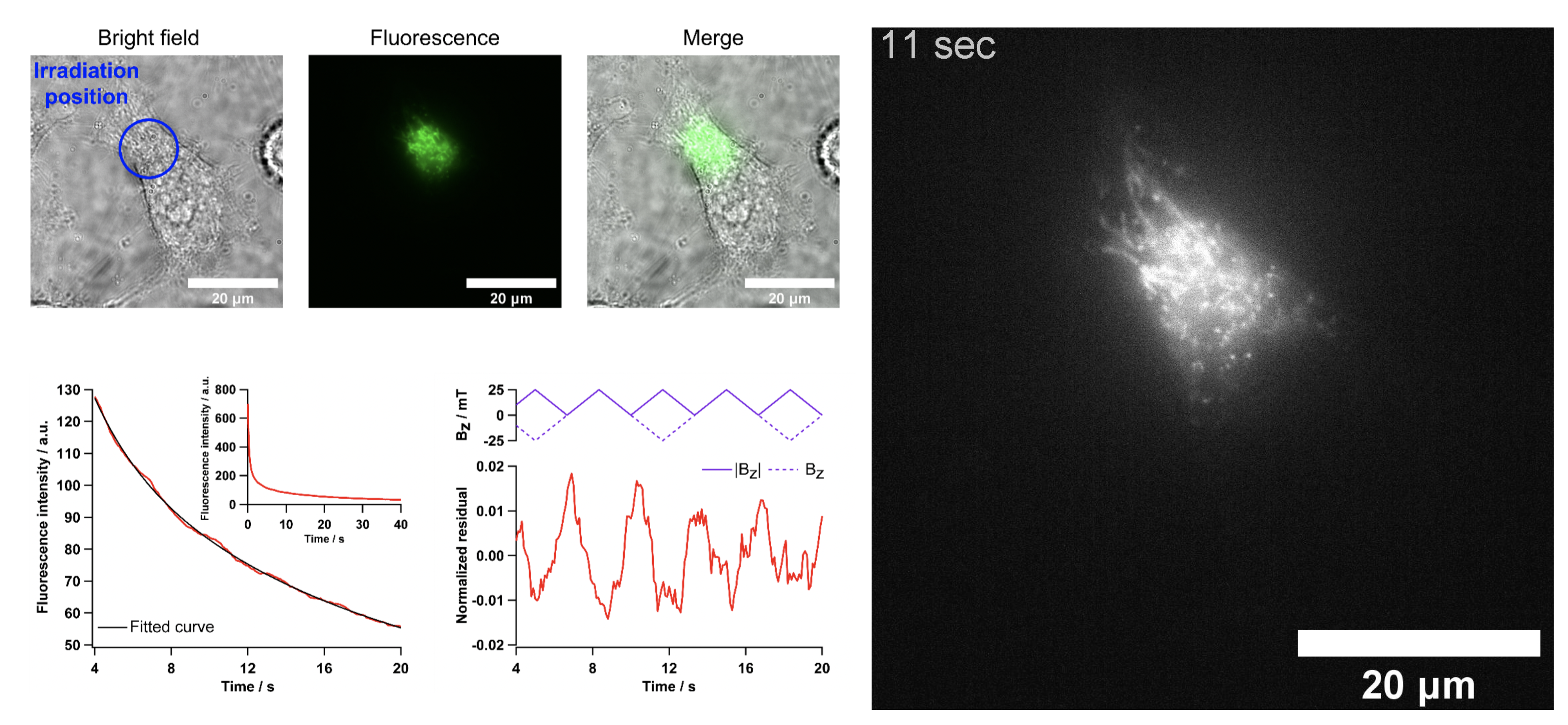 Cellular autofluorescence is magnetic field sensitive Cellular autofluorescence is magnetic field sensitive