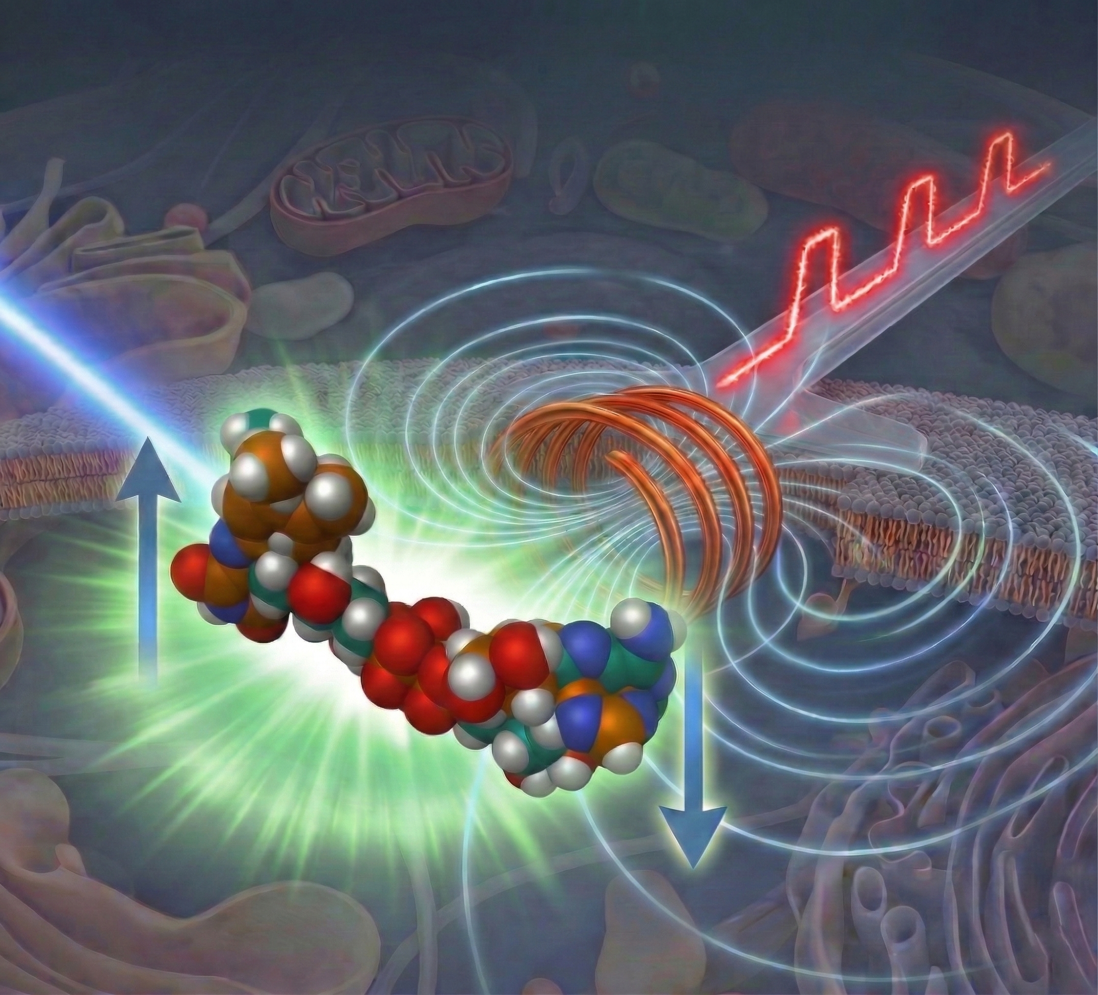 Pump-field-probe fluorescence microscopy Pump-field-probe fluorescence microscopy combines pulsed light and pulsed magnetic fields to reveal spin-dependent, non-emissive intermediates that are invisible to standard fluorescence imaging allowing measurements on sub-cellular scales and concentrations.
